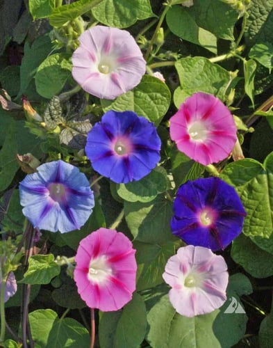 بذور مجد الصباح الملونة - MORNING GLORY MIXED COLO...