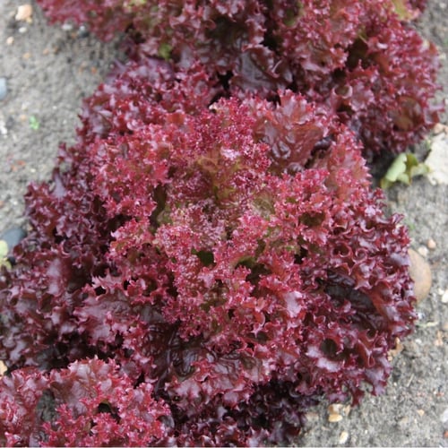 بذور خس لولو - Dark Lollo Rossa Lettuce Seeds