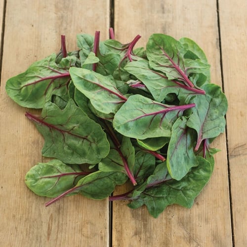 بذور سبانخ تابي الأحمر - Red Tabby (F1) Spinach Se...