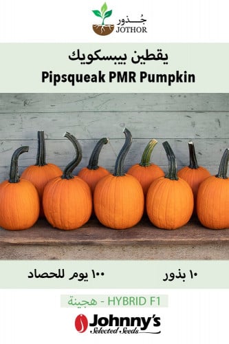 بذور يقطين بيبسكويك - Pipsqueak PMR (F1) Pumpkin S...