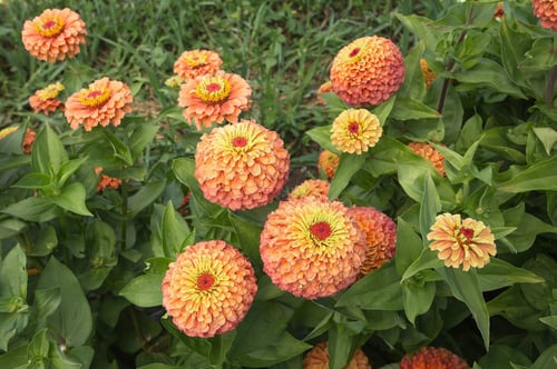 بذور زينيا ملكة الليمون الملونة - Queeny Mix Zinni...