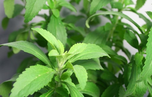 بذور ستيفيا - Candy Stevia Seeds