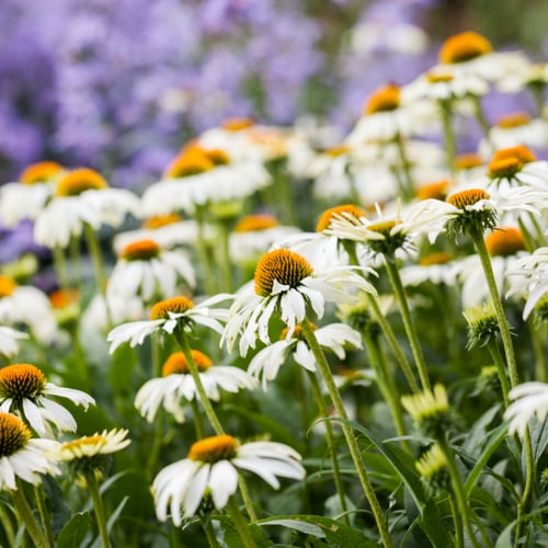 بذور اكنيشيا الوزة البيضاء - Echinacea White Swan...