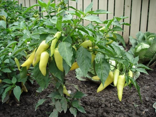 بذور فلفل الموز البارد - Pepper Sweet Banana Seeds