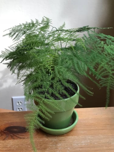 بذور هليون الزينة بلموسا - Asparagus Fern Plumosa...