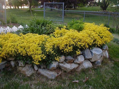 بذور اليسيوم سلة الذهب - Alyssum Basket of Gold Se...