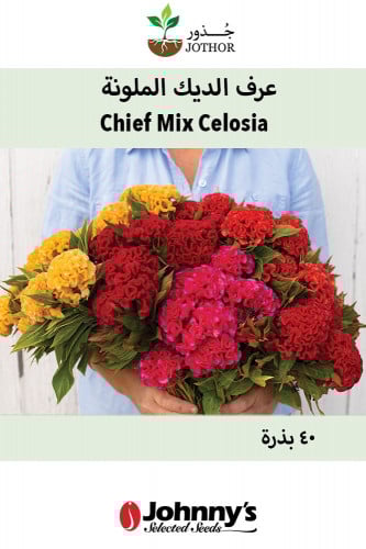 بذور عرف الديك الملونة - Chief Mix Celosia Seeds