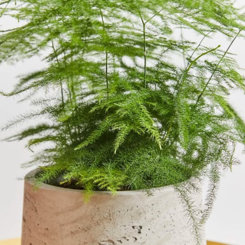 بذور هليون الزينة بلموسا - Asparagus Fern Plumosa...