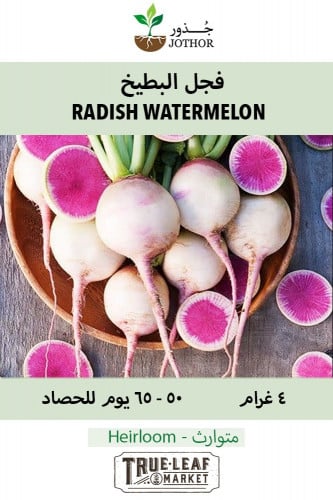بذور فجل البطيخ - RADISH WATERMELON Seeds