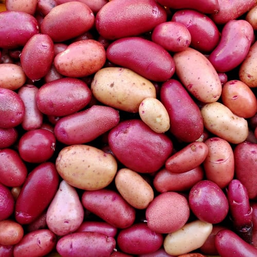 بذور بطاطس كلانسي - Clancy Potato Seeds