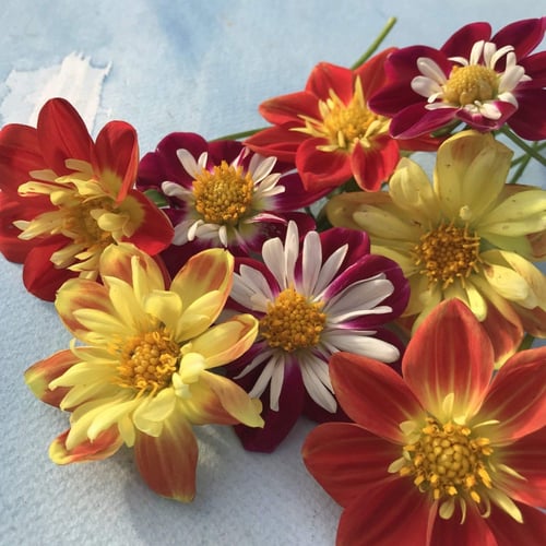 بذور داليا داندي الملونة - Dandy Mix Dahlia Seeds