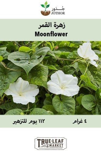 بذور زهرة القمر - MOONFLOWER TALL NIGHT FLOWERING...