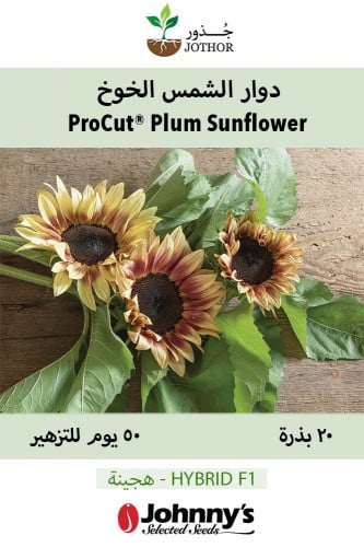 بذور دوار الشمس الخوخ - ProCut® Plum (F1) Sunflowe...