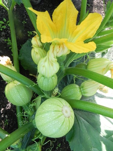 بذور كوسا مدورة فاتحة - Cue Ball Squash Seeds