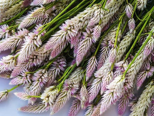 بذور عرف الديك فلامينجو - Flamingo Feather Celosia...