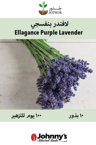 بذور لافندر بنفسجي - Ellagance Purple Lavender See...
