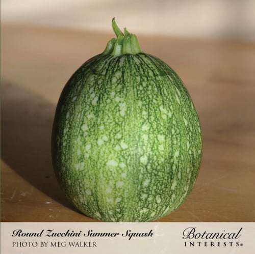 بذور كوسا مدورة - Round Zucchini Summer Squash See...