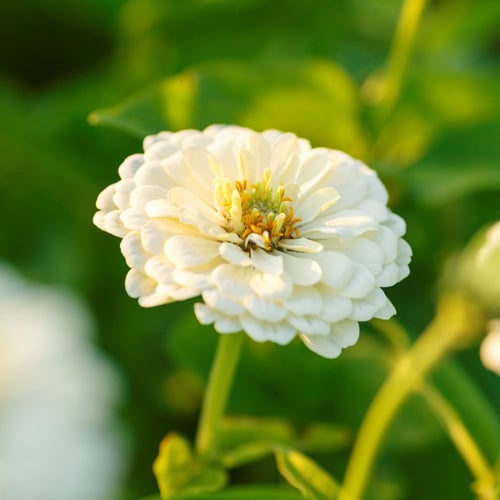 بذور زينيا الدب القطبي - Polar Bear Zinnia Seeds