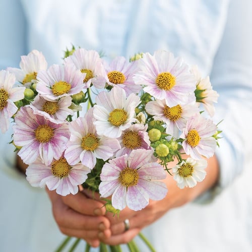 بذور كوسموس بيبي بينك - Versailles Flush Cosmos Se...