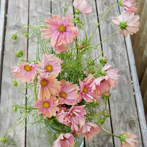 بذور كوسموس مشمشي - APRICOTTA Cosmos Seeds