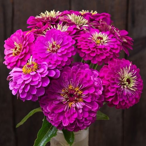 بذور زينيا بنفسجية عملاقة - Giant Purple Zinnia