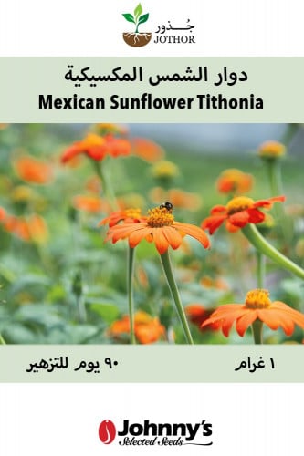 بذور دوار الشمس المكسيكية ثيتونيا - Mexican Sunflo...