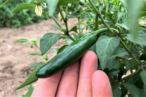 بذور فلفل سيرانو - Pepper Chile Serrano Seeds