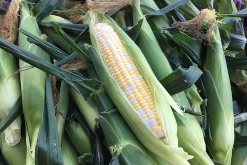 بذور ذرة حلوة امبروسيا - CORN AMBROSIA Seeds