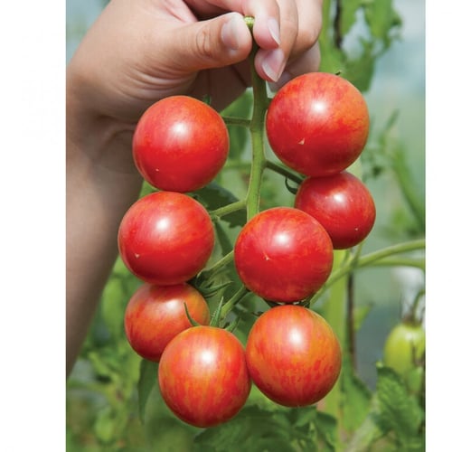 بذور طماطم النحلة الطنانة وردي عضوي - Pink Bumble...