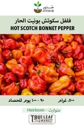 بذور فلفل سكوتش بونيت الحار - Pepper Hot Scotch Bo...
