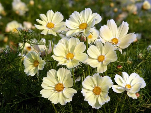 بذور كوسموس زانثوس الصفراء - Xanthos Cosmos Seeds
