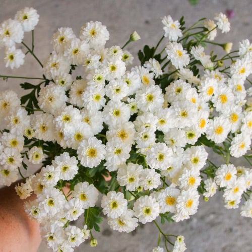 بذور اقحوان تيترا - Tetra White Matricaria Feverfe...