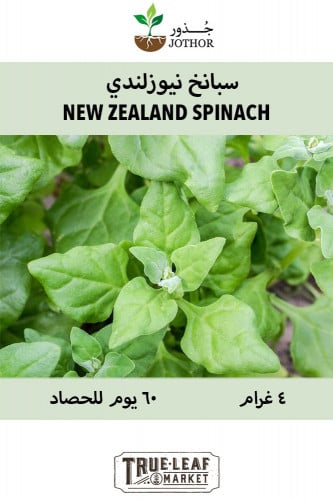 بذور سبانخ نيوزلندي - NEW ZEALAND SPINACH Seeds