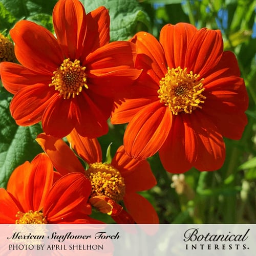 بذور دوار الشمس المكسيكية - Torch Mexican Sunflowe...