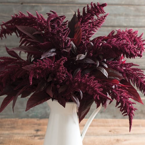 بذور أمارانث ريد سبايك - Red Spike Amaranthus Seed