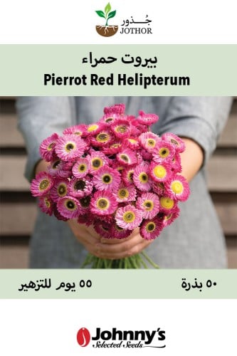 بذور بيروت حمراء - Pierrot Red Helipterum Seed