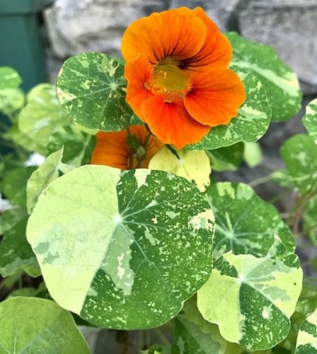 بذور ابو خنجر الاسكا - Alaska Mix Nasturtium Seeds
