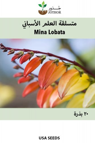 بذور متسلقة العلم الأسباني - Mina Lobata Seeds