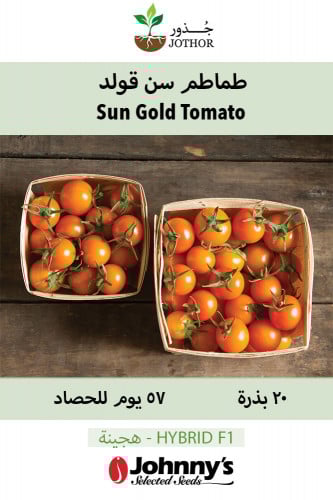 بذور طماطم سن قولد - Sun Gold Tomato Seeds