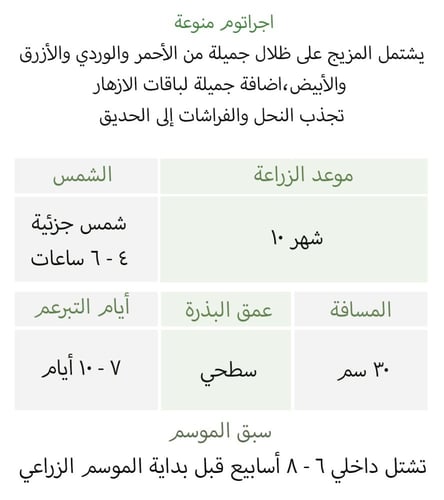 بذور اجراتوم منوعة - Timeless Mix Ageratum Seed