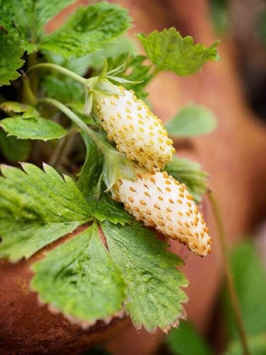 بذور فراولة مزيج من الأصفر والأحمر - Red and Yello...