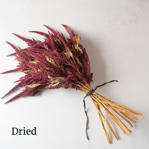 بذور أمارانث ريد سبايك - Red Spike Amaranthus Seed