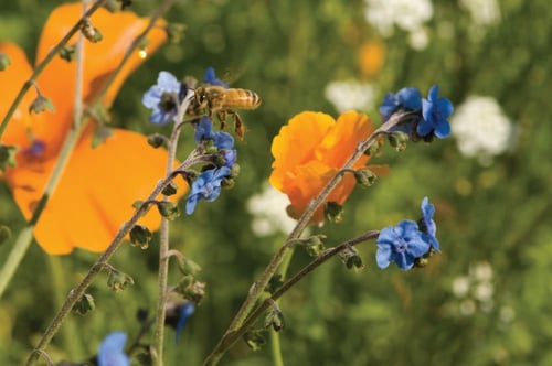 خليط زهور تغذية النحل - Bee Feed Mix Flower Seed