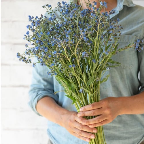 بذور فورقت مي نوت - Firmament Cynoglossum Seed