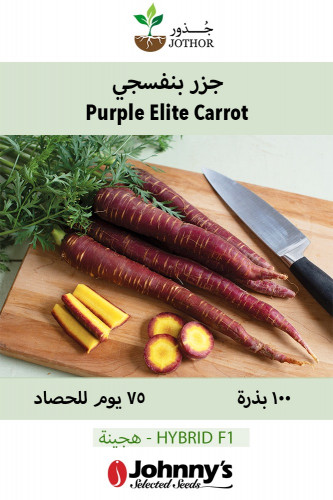 بذور جزر بنفسجي - Purple Elite Carrot Seeds