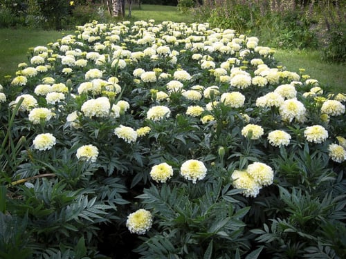 بذور قطيفة أفريقية بيضاء - Kilimanjaro White Afric...