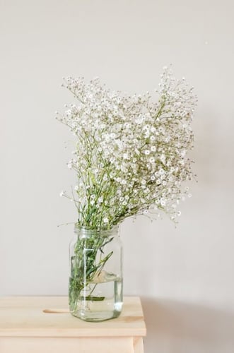 بذور جيسوفيلا - Baby's Breath Gypsophila Seed