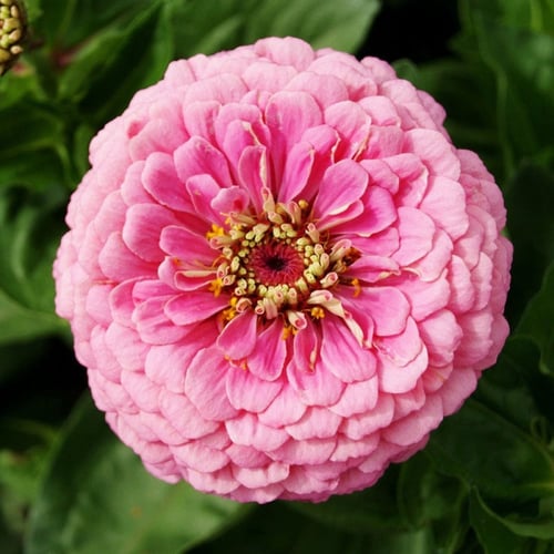 بذور زينيا لومينوسا - Luminosa Zinnia Seeds