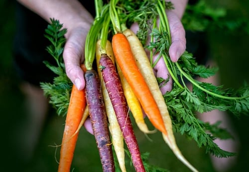 بذور جزر ملون - Carrot Rainbow Blend Seeds