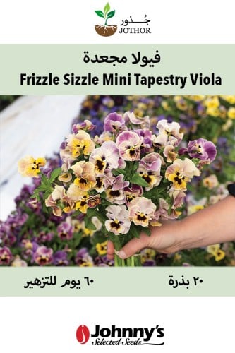 بذور فيولا مجعدة - Frizzle Sizzle Mini Tapestry Vi...